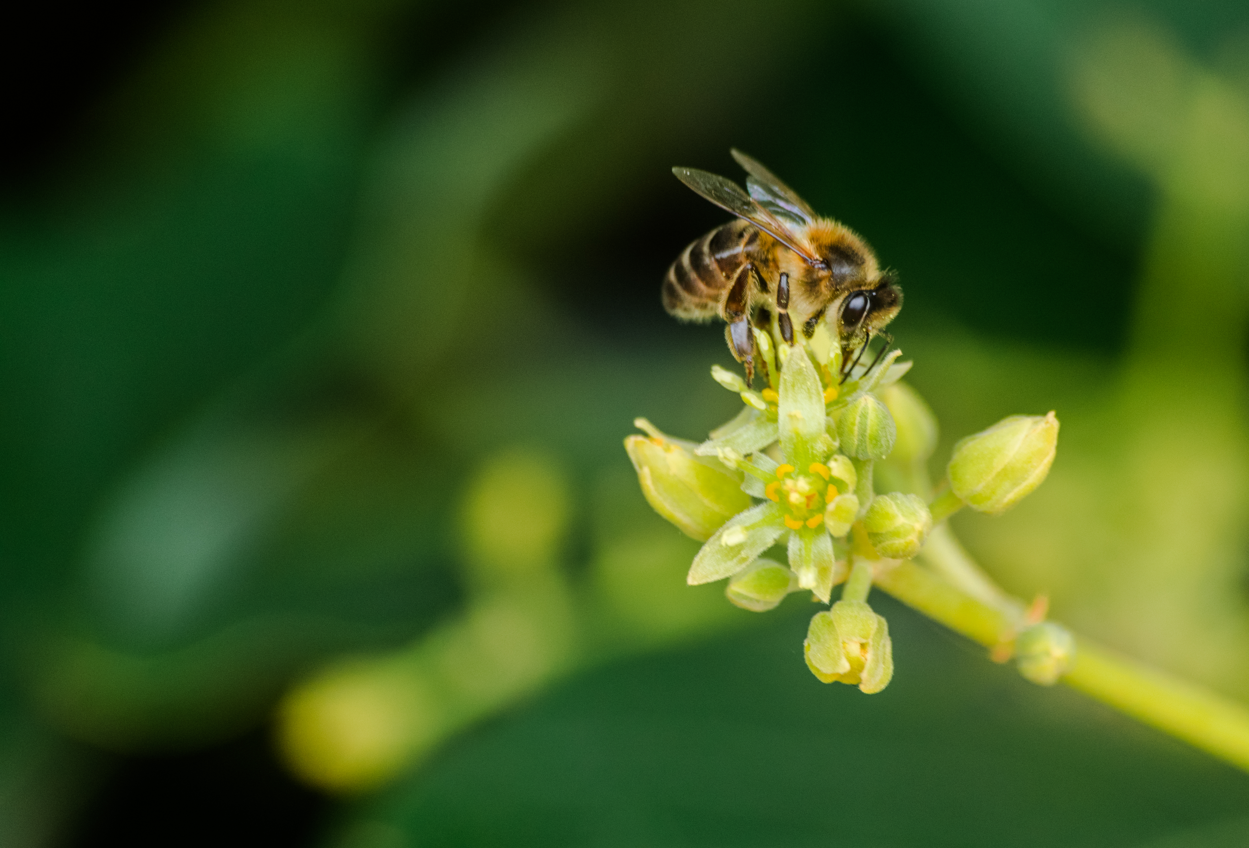 Honey Bee pollinating avocado flower